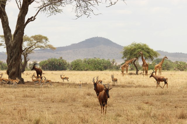 IMG_8265-Gacelas,-topis,-jirafasWeb