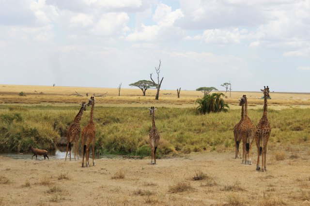 IMG_8287-Jirafas-y-charca-Web
