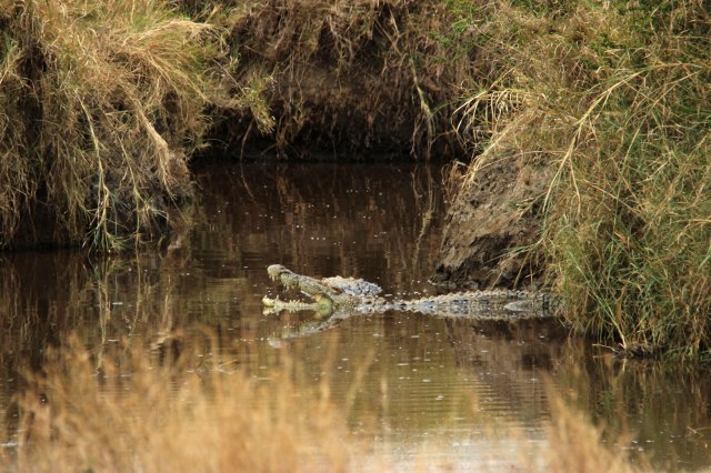 IMG_8306-Cocodrilo-charca-Web