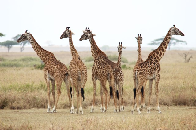 IMG_8310-JIrafas-grupo-Web