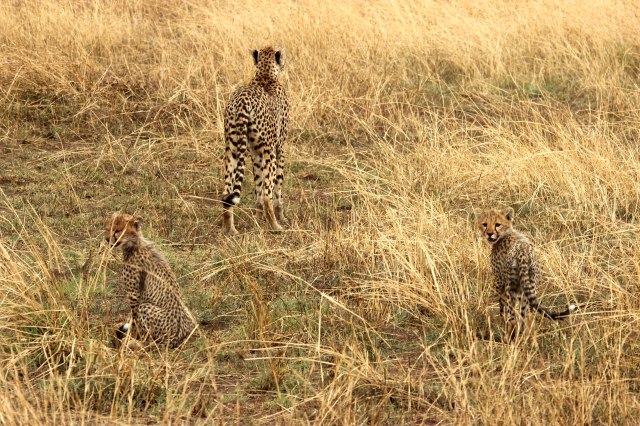 IMG_8334-Guepardo-familiaWeb