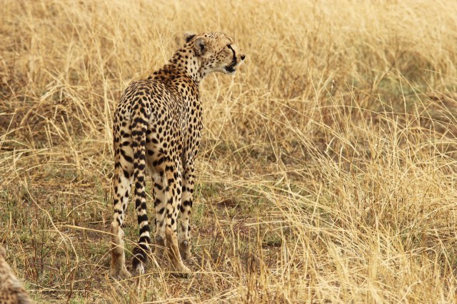 IMG_8335-Guepardo-hembra-Web