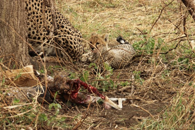 IMG_8358-GUEPARDO-PRESAWeb