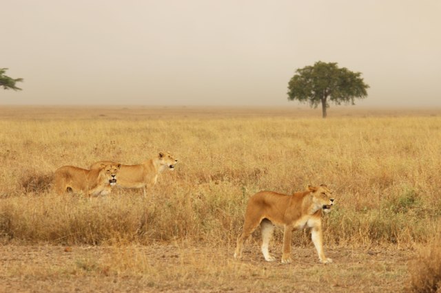 IMG_8414-Leonas-en-la-sabanaWeb