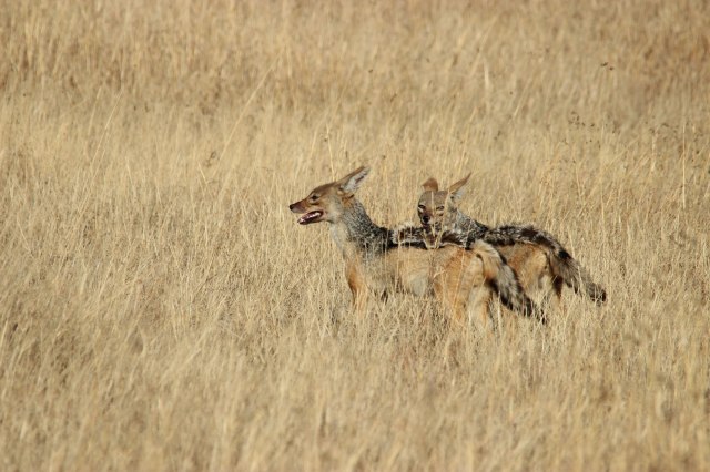 IMG_8577-ChacalesWeb