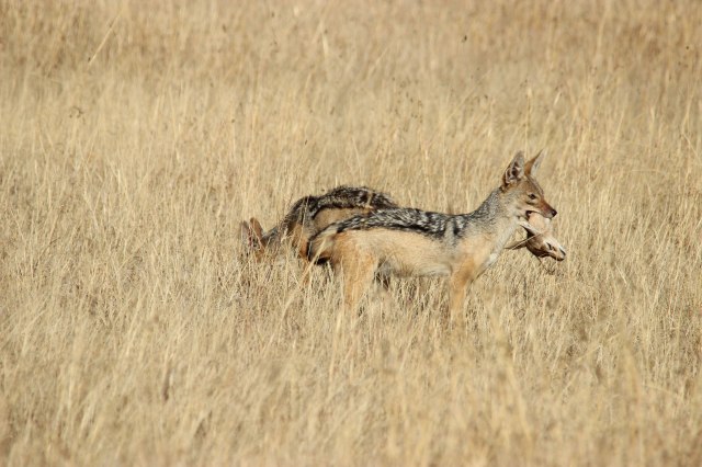 IMG_8582-Chacales-cabeza-gacela-Web