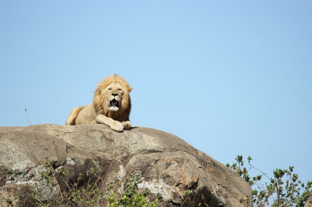 IMG_8699-LEON-DIENTES-ROCA-Web