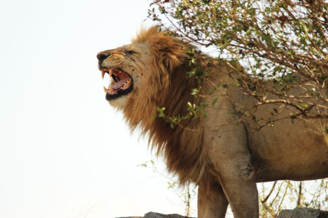 IMG_8776-LEON-DIENTES-ROCAWeb