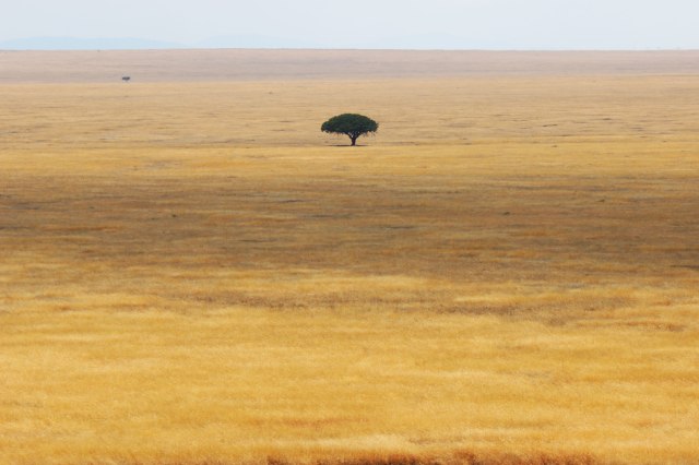 IMG_8883-FIG-TREE-EN-SABANA-WEB