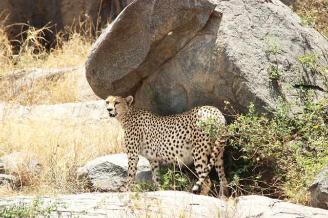 IMG_8918-Guepardo-embarazadaWeb