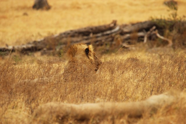 IMG_9193-LEONES-TUMBADOS-Web