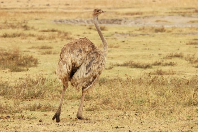 IMG_9229-AVESTRUZ-Web