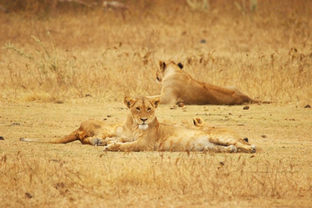 IMG_9248-LEONAS-Y-CACHORROS-Web