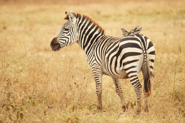 IMG_9268-ZEBRAS-Web