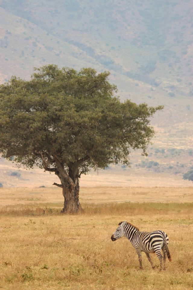 IMG_9279-ZEBRA-Y-ARBOL-Web