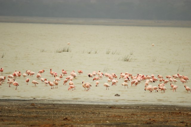 IMG_9336-FLAMENCOS-Web