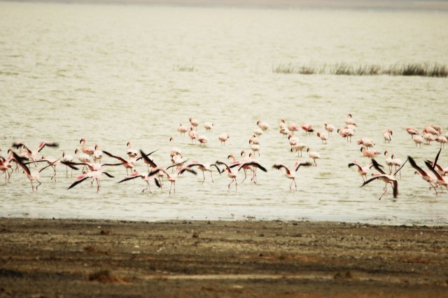 IMG_9350-FLAMENCOS-Web