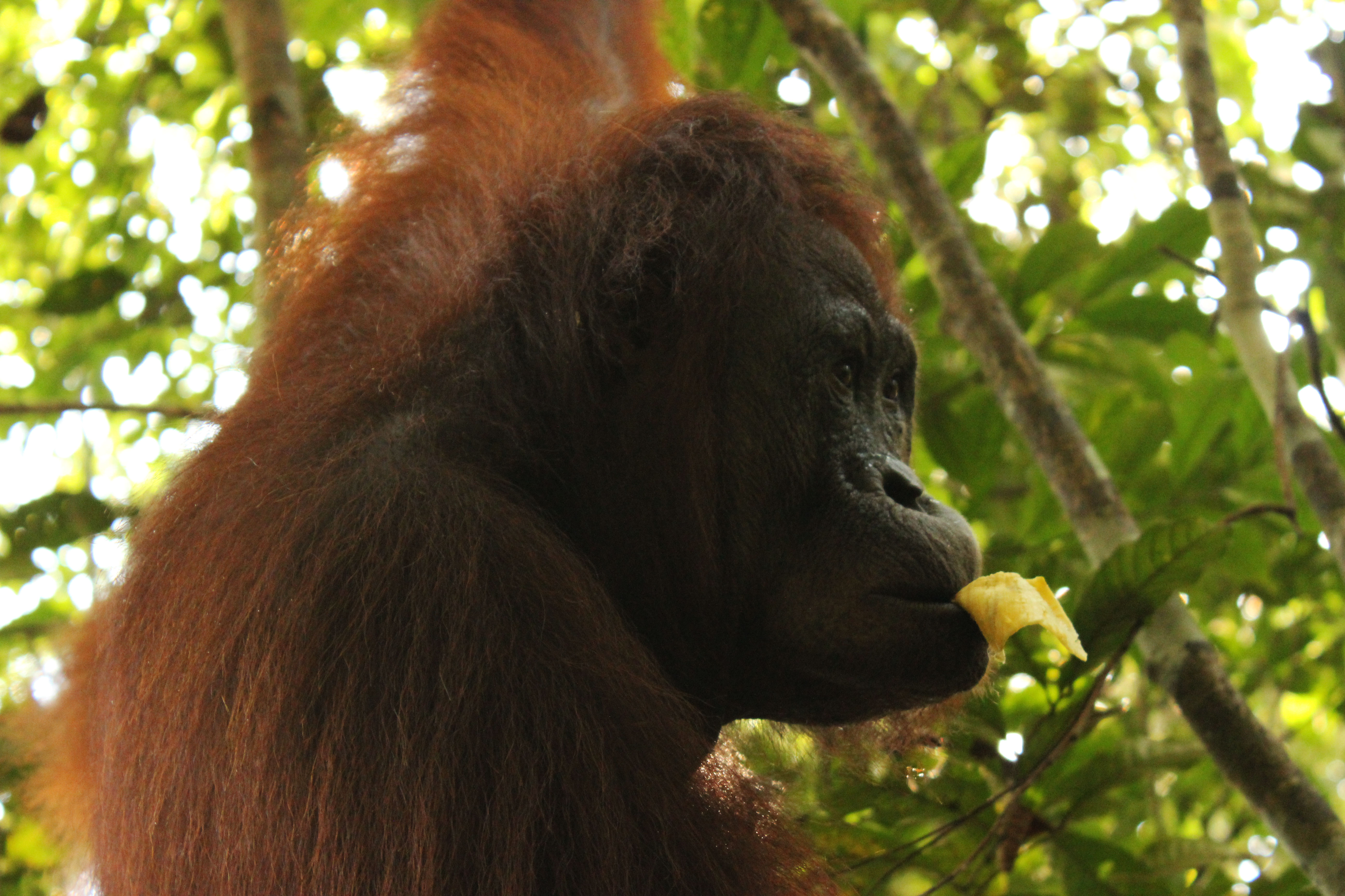 Hembra-de-orangutan
