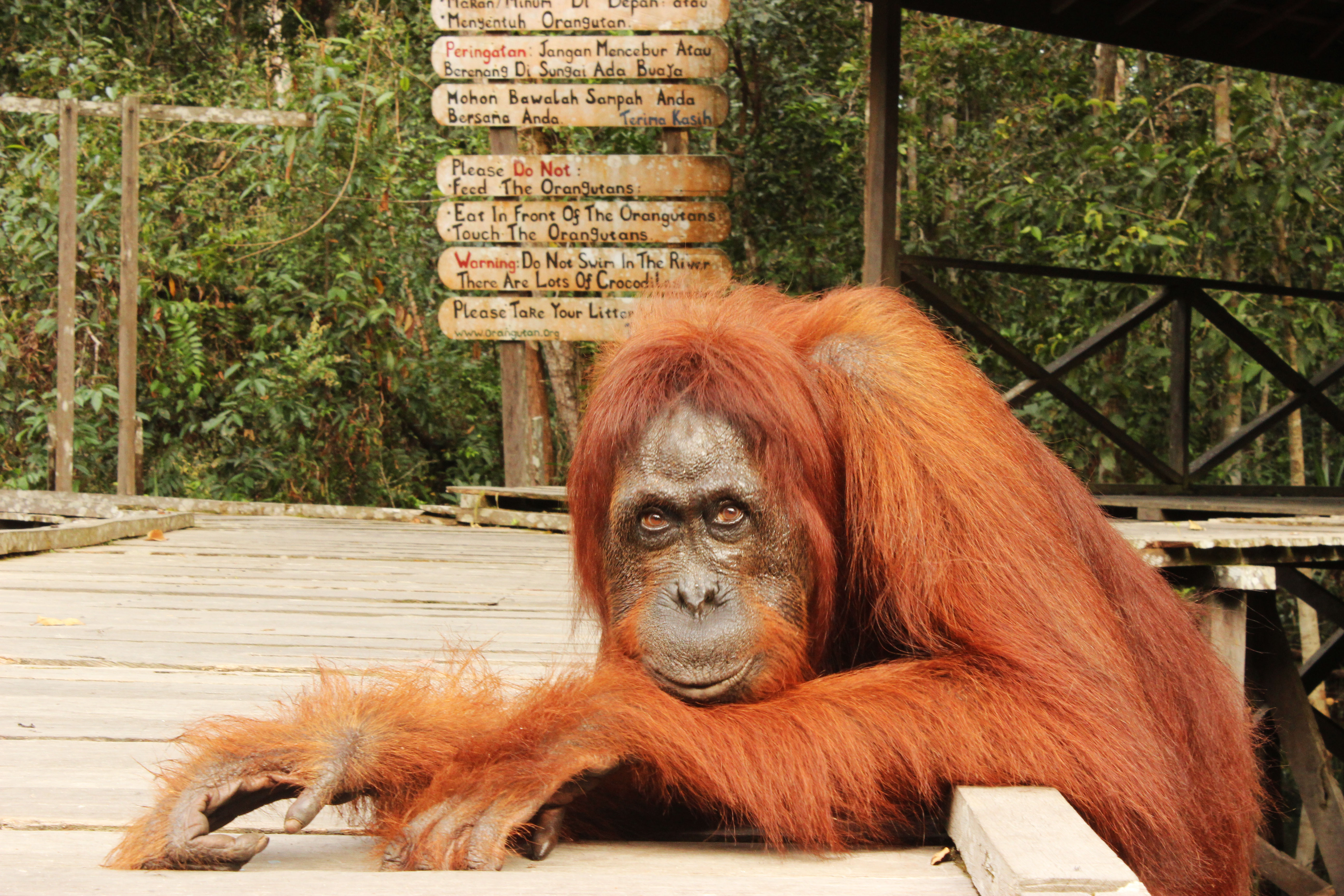 Hembra-en-plataforma