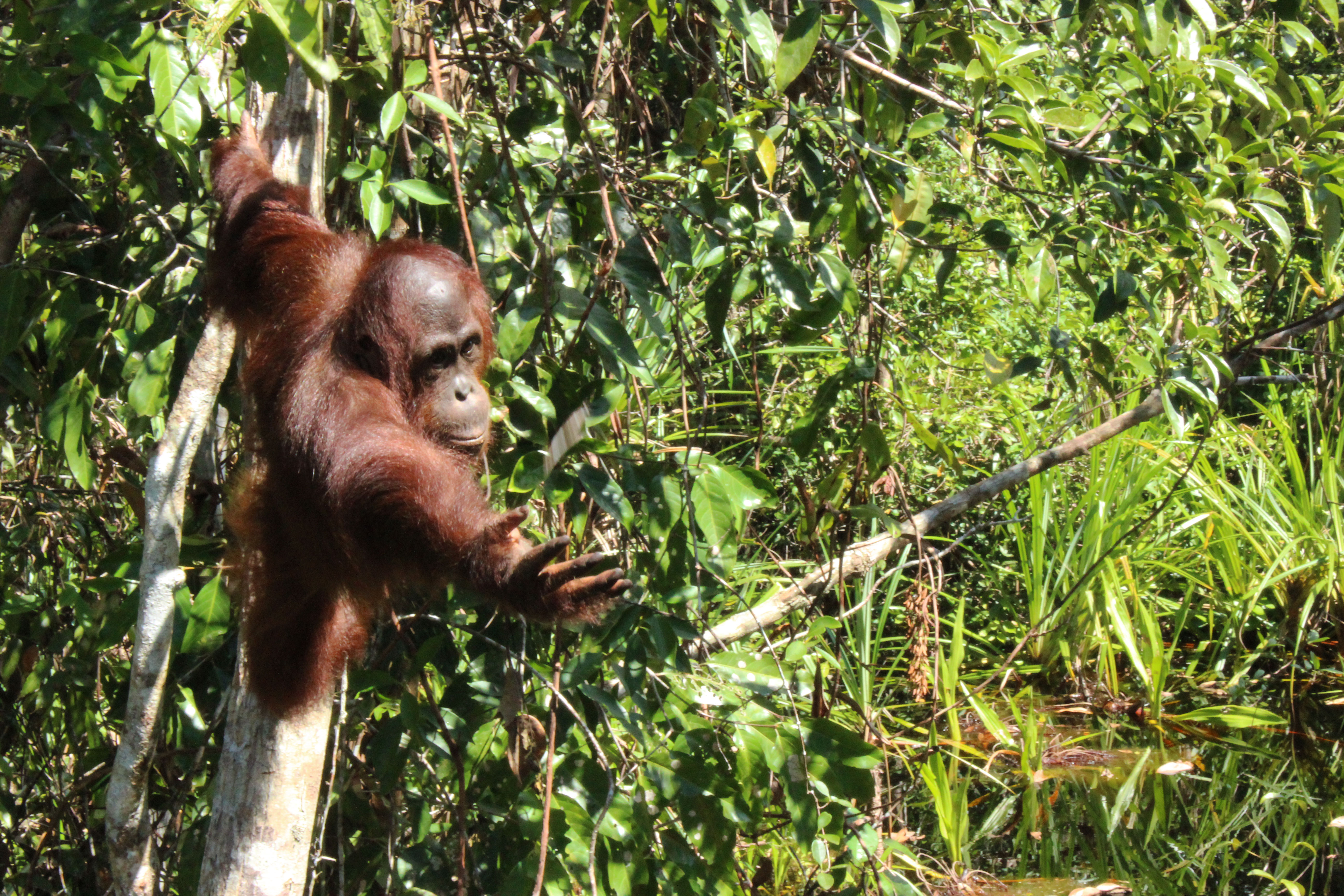 Orangutan-alarga-la-mano
