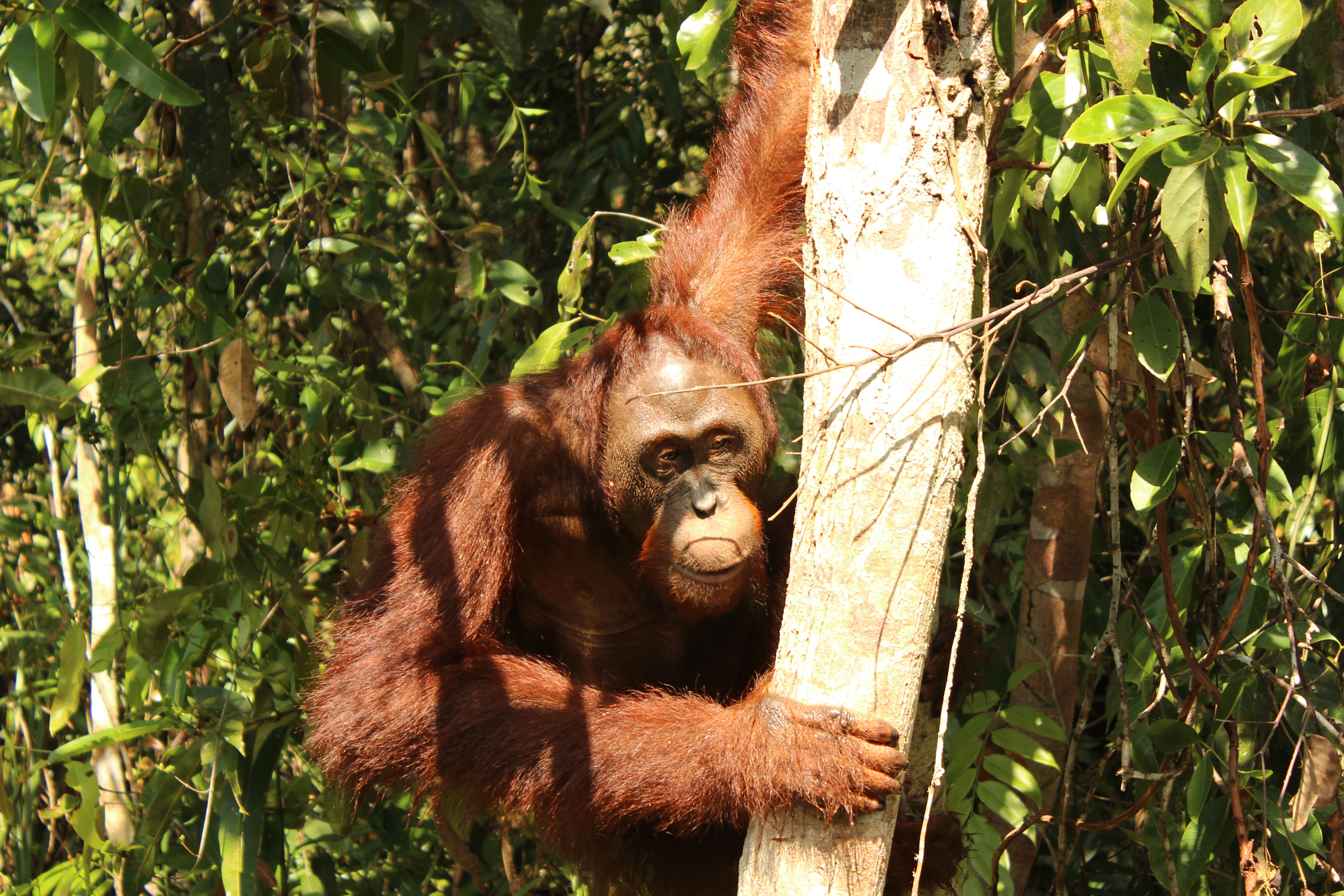 Orangutan-en-el-arbol