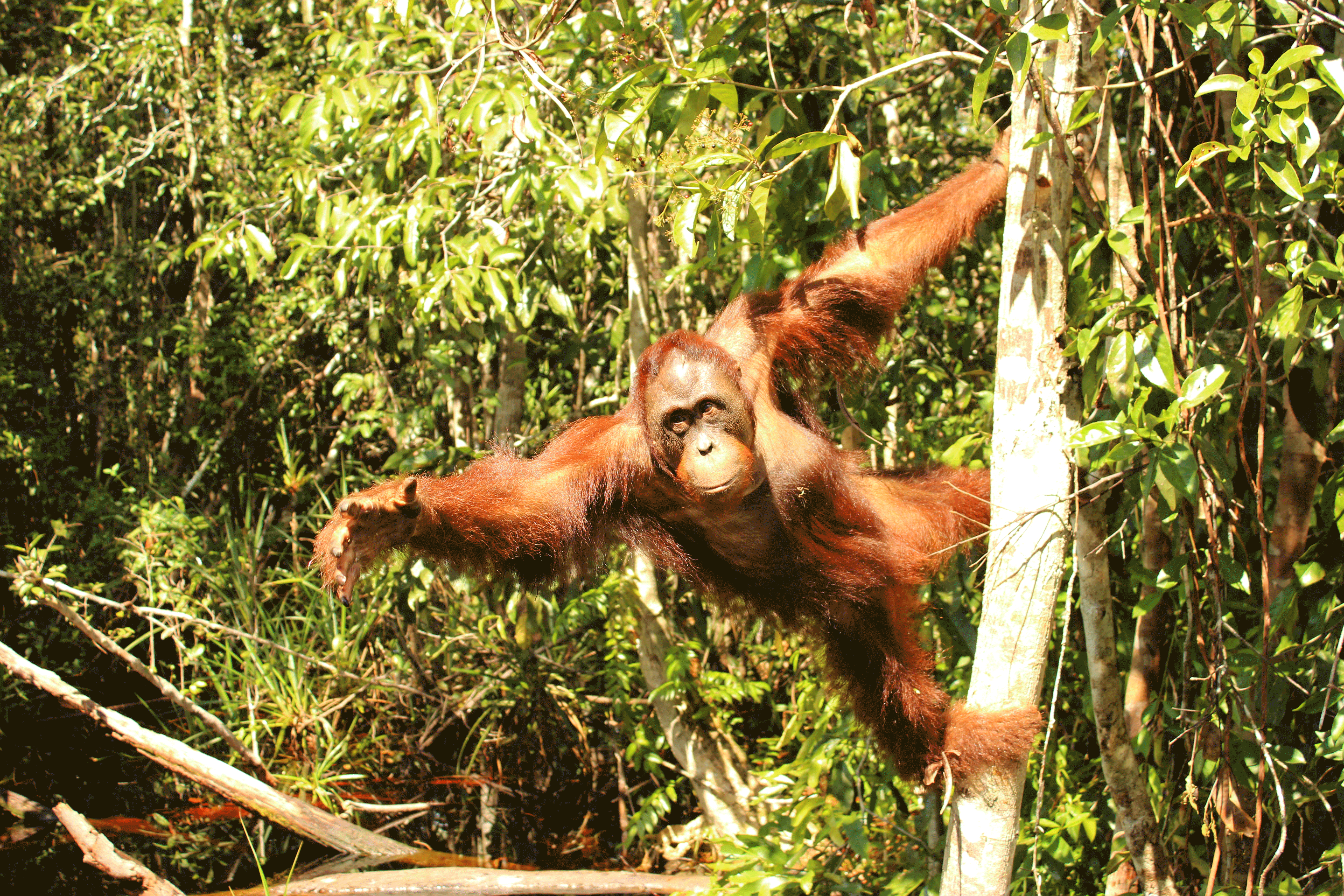 Orantugan-estira-brazo